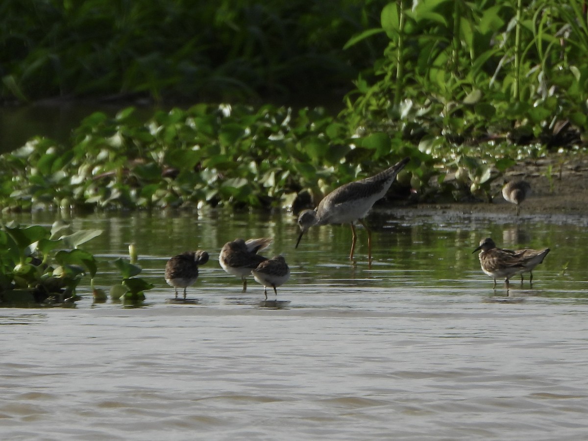 Least Sandpiper - ML643417521