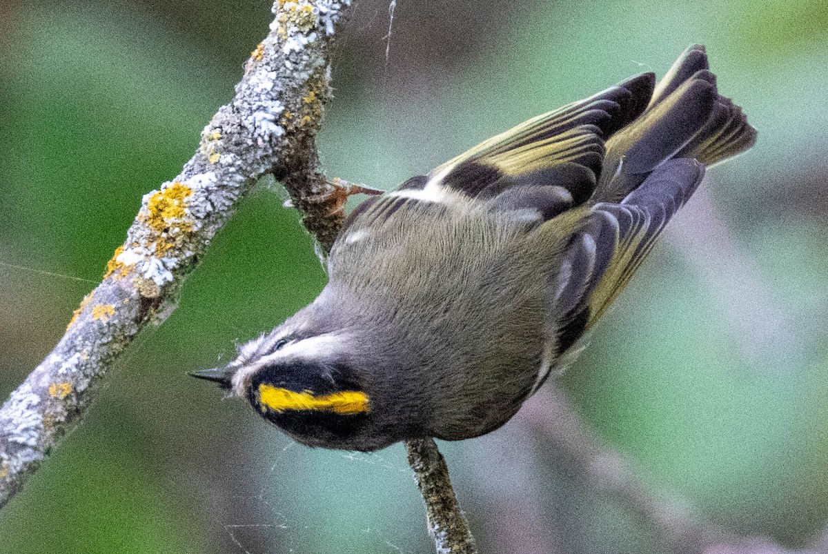 Golden-crowned Kinglet - ML643417522