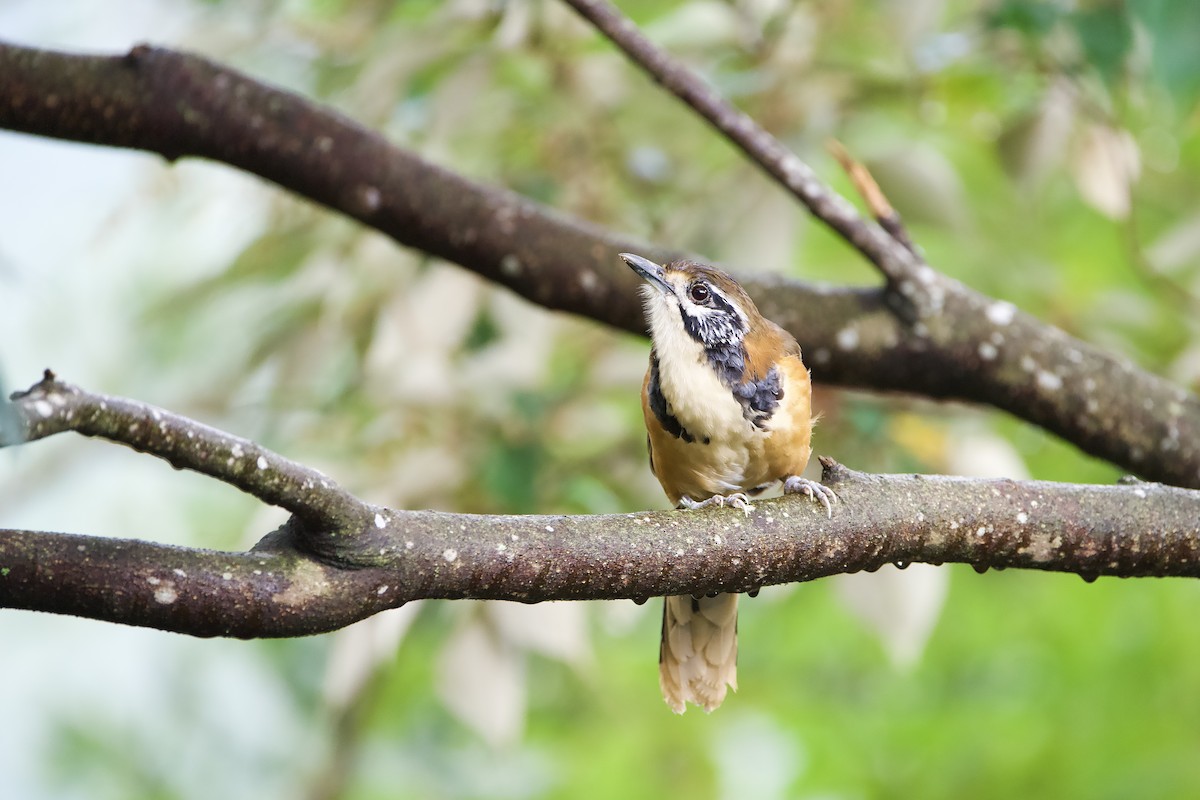 Greater Necklaced Laughingthrush - ML643417531