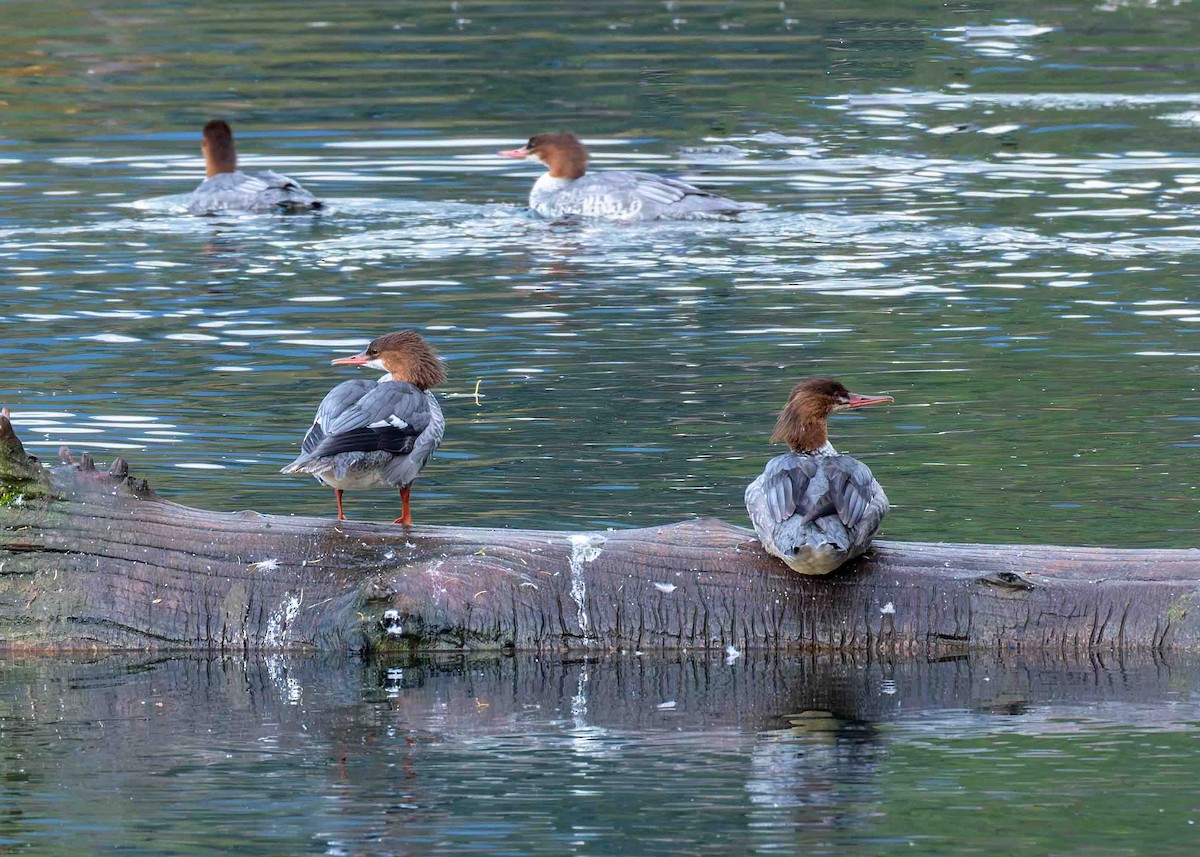 Common Merganser - ML643417532