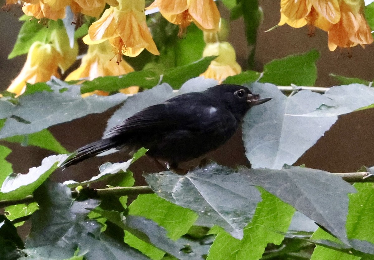 Black Flowerpiercer - ML643417536