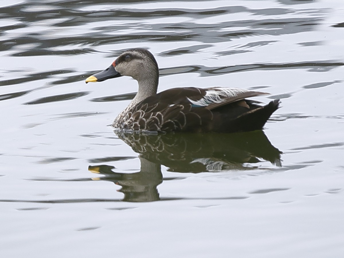 Indian Spot-billed Duck - ML643417539
