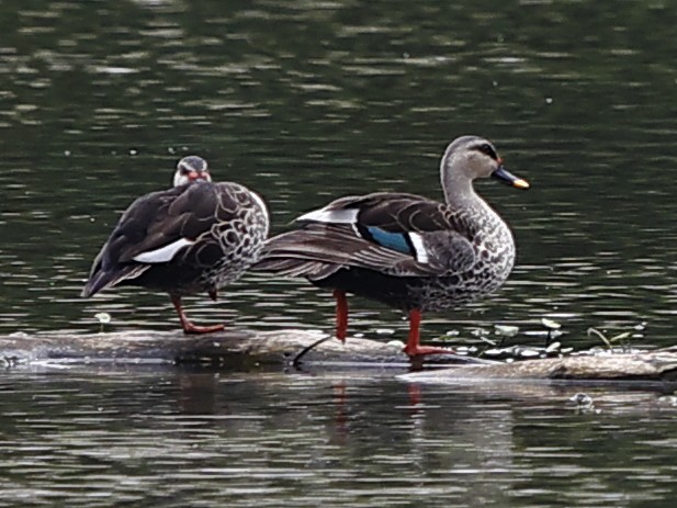 Indian Spot-billed Duck - ML643417540
