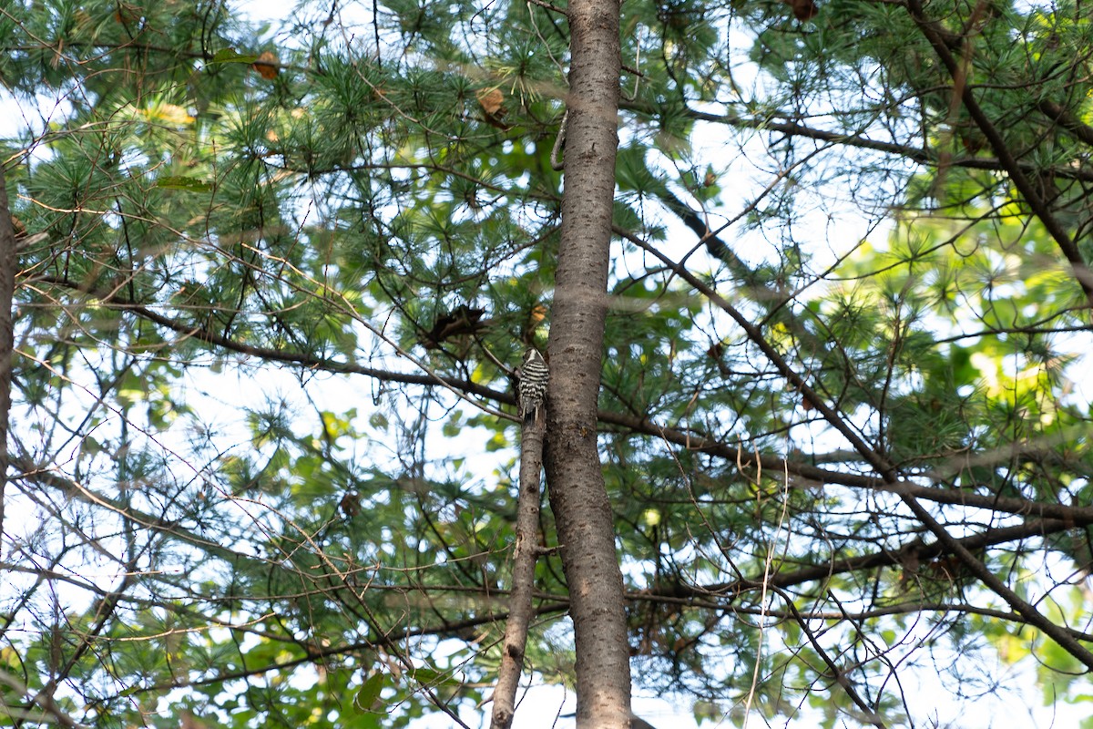 Japanese Pygmy Woodpecker - ML643417547