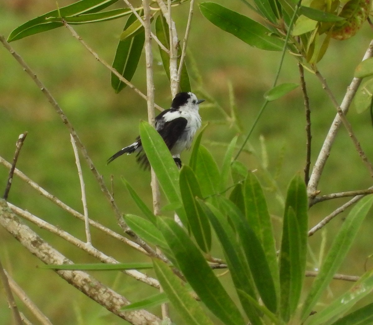 Pied Water-Tyrant - ML643417565
