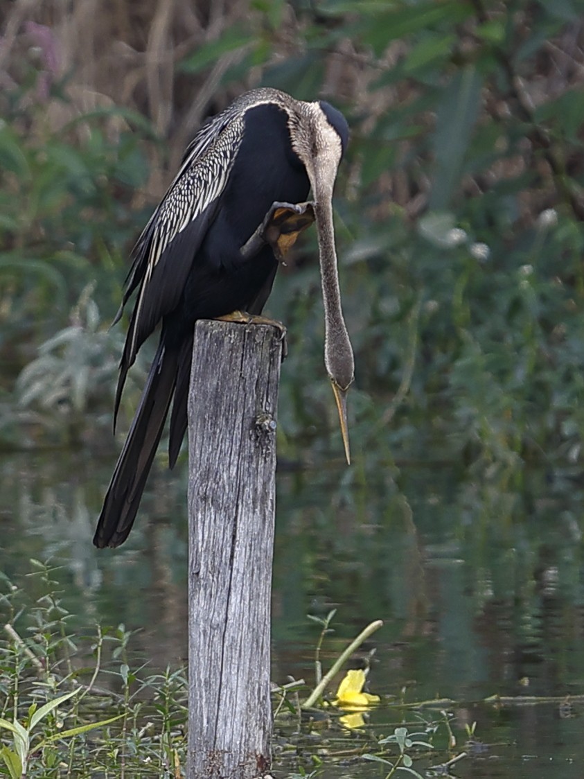 Oriental Darter - ML643417569