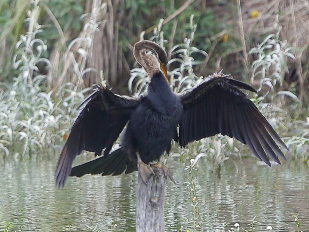 Oriental Darter - ML643417570