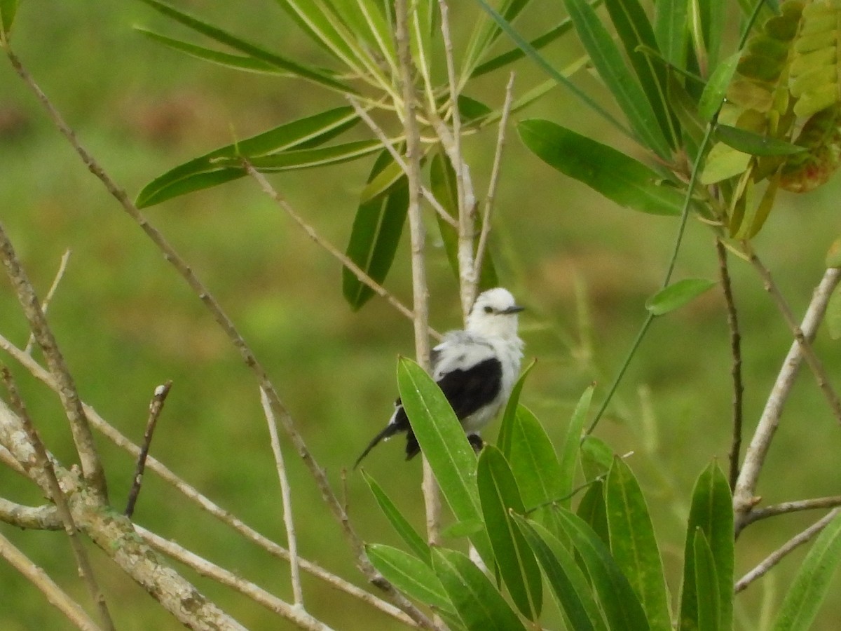 Pied Water-Tyrant - ML643417571