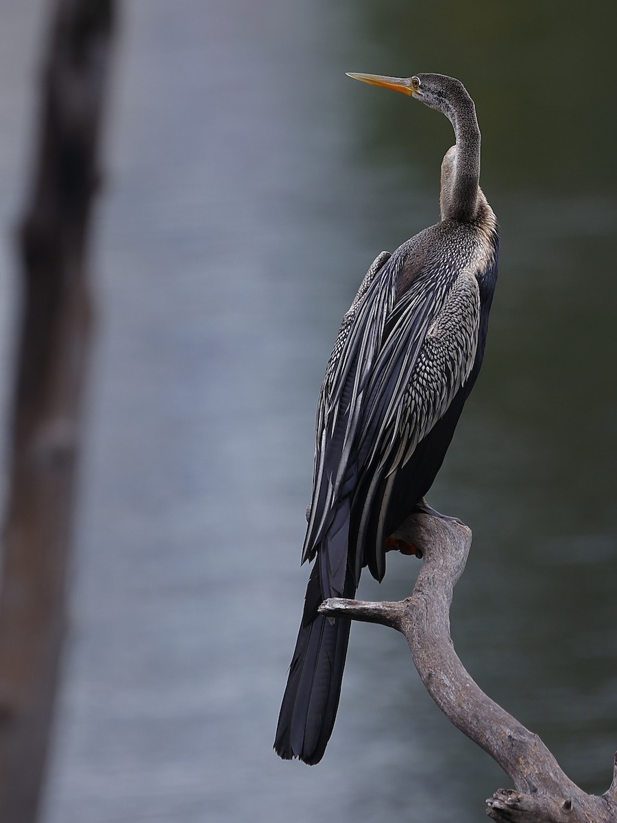 Oriental Darter - ML643417572
