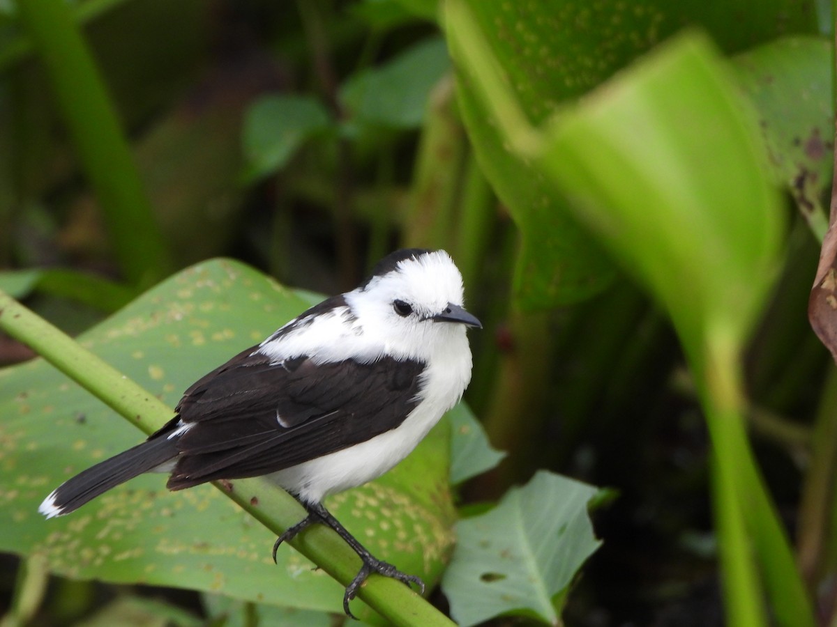 Pied Water-Tyrant - ML643417578