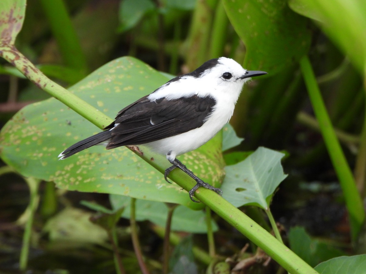 Pied Water-Tyrant - ML643417579