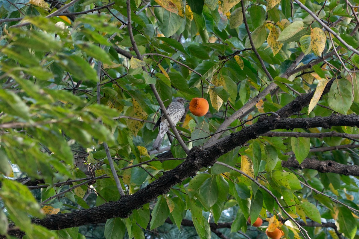 Brown-eared Bulbul - ML643417603