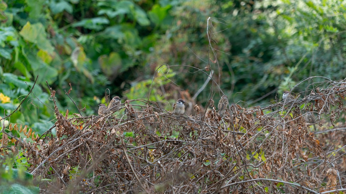 Eurasian Tree Sparrow - ML643417616