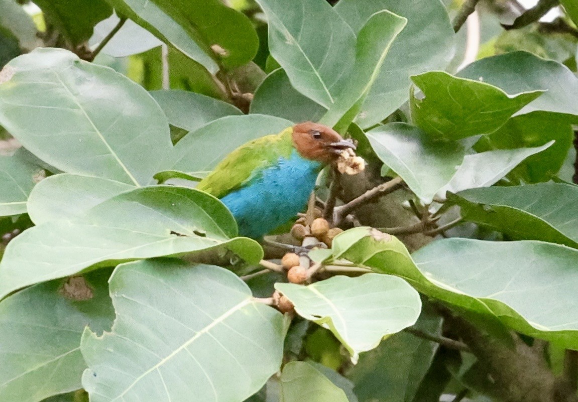 Bay-headed Tanager - ML643417622