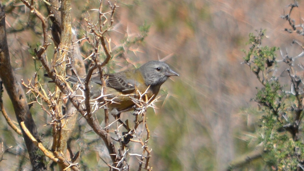 Gray-hooded Sierra Finch - ML643417631