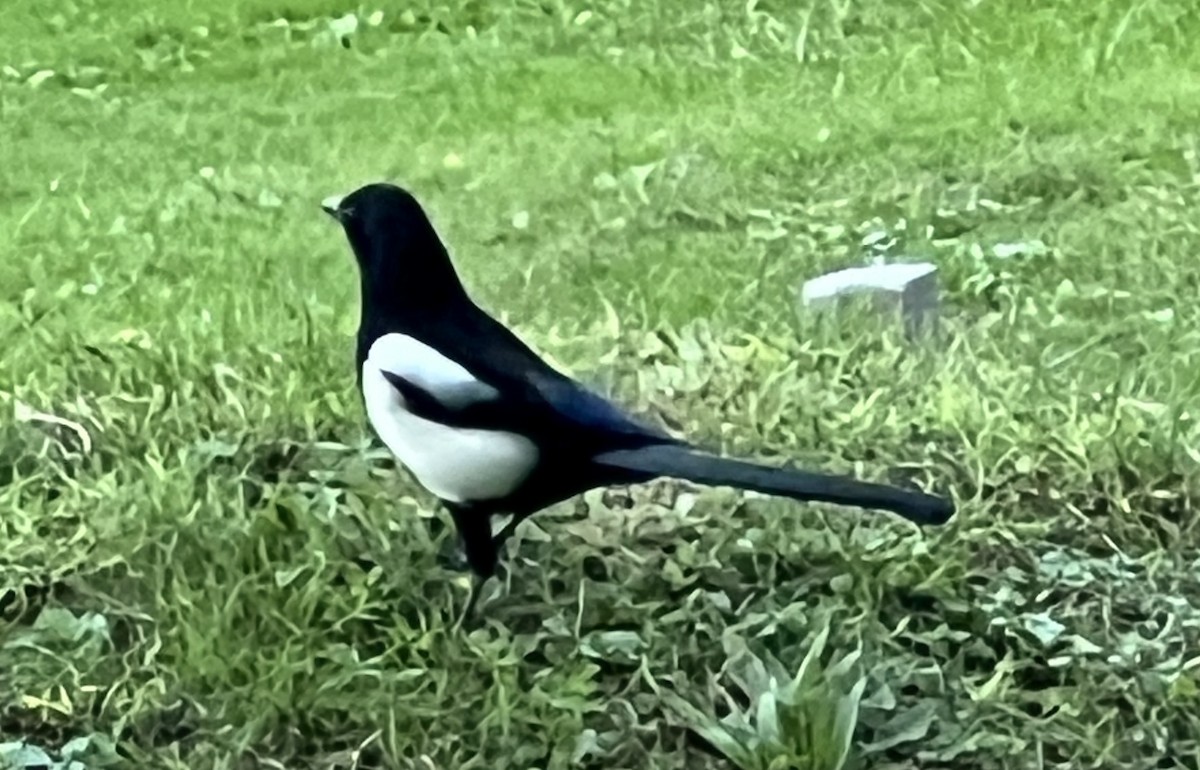 Eurasian Magpie - ML643417634