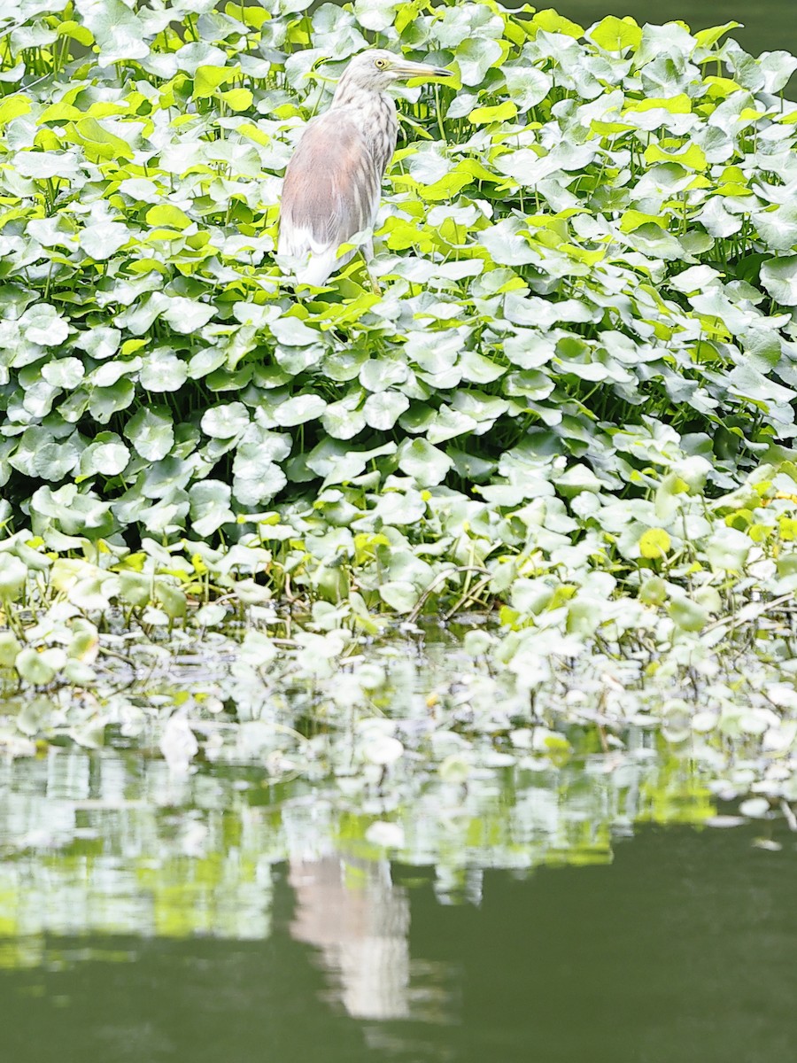 mangrovehegre - ML643417635