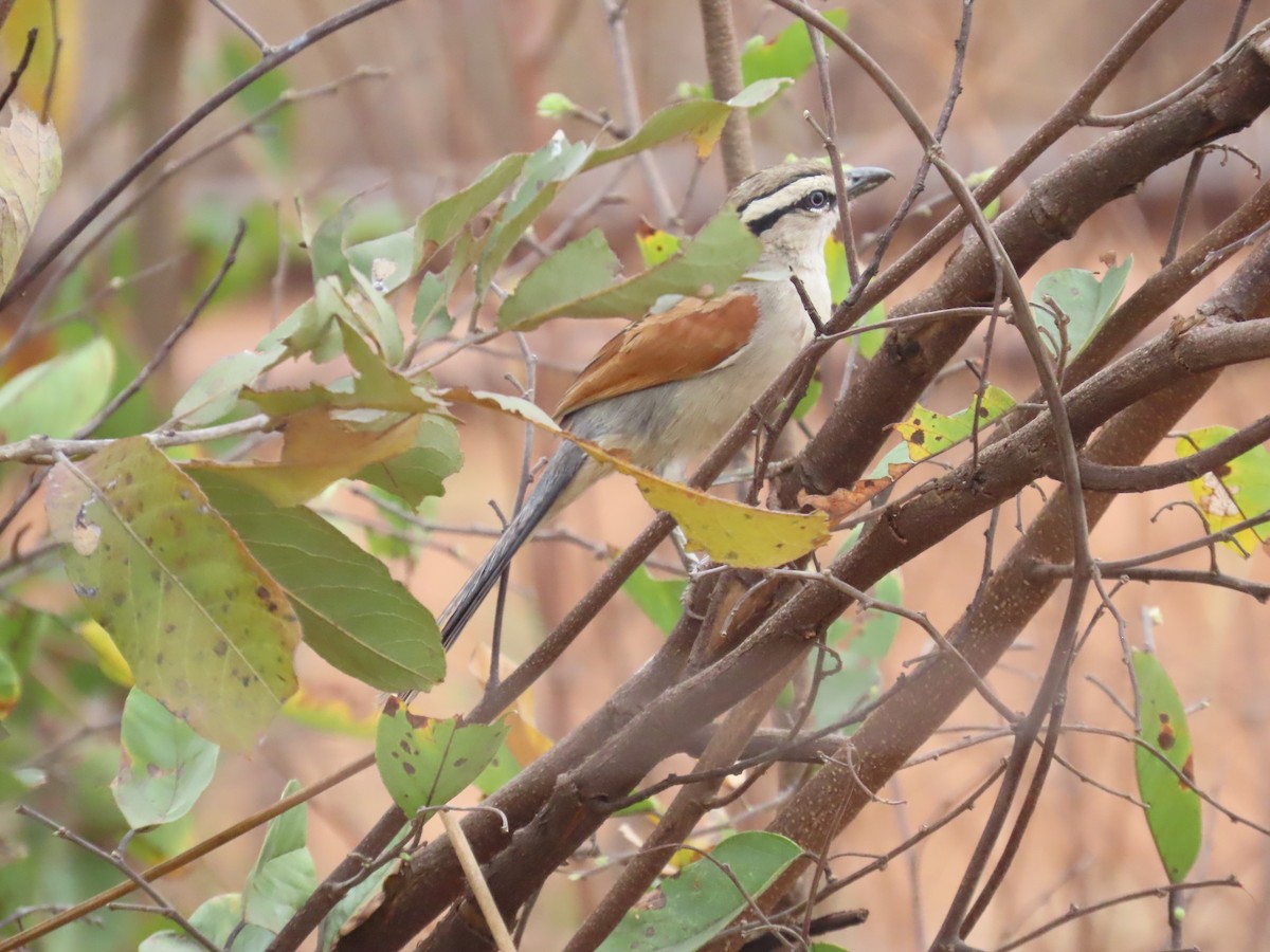 Black-crowned Tchagra - ML643417644