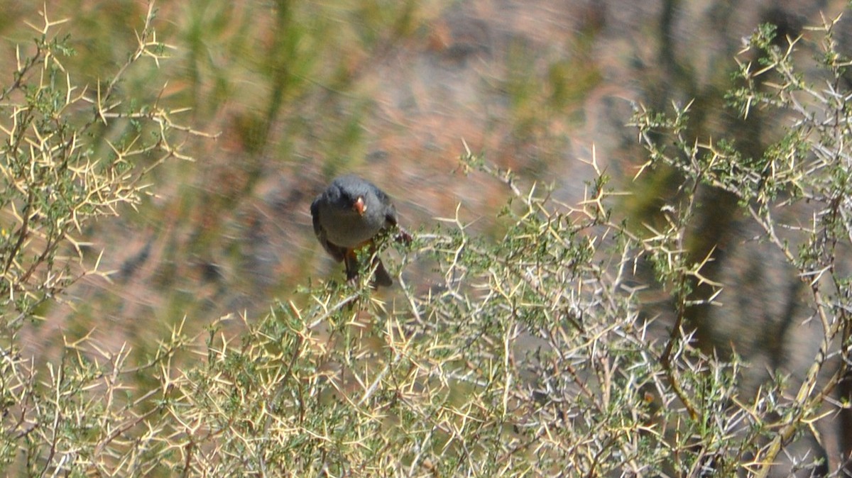Plain-colored Seedeater - ML643417645