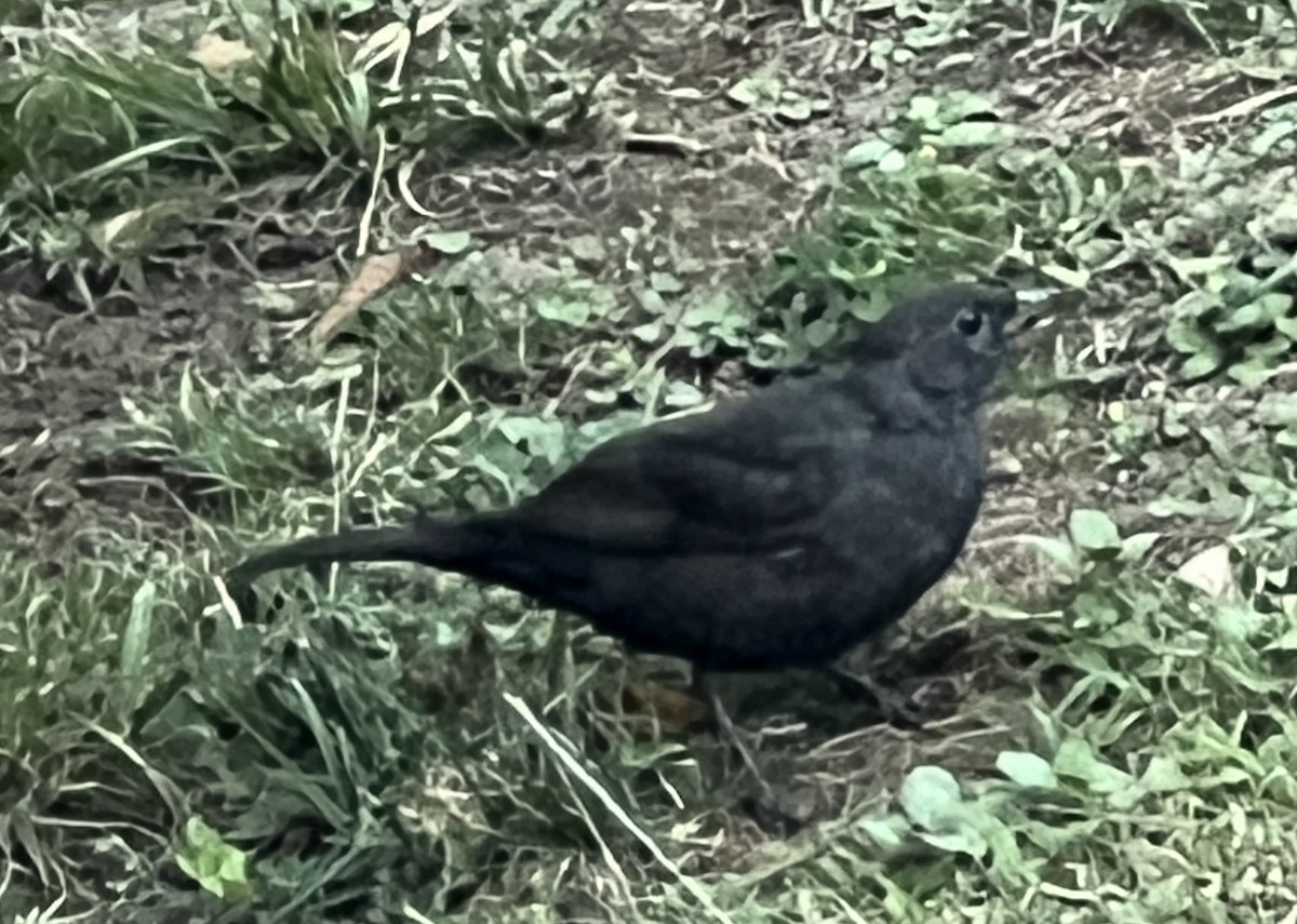 Eurasian Blackbird - ML643417648