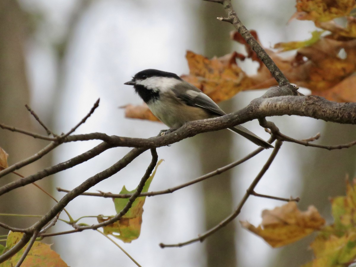 Black-capped Chickadee - ML643417655