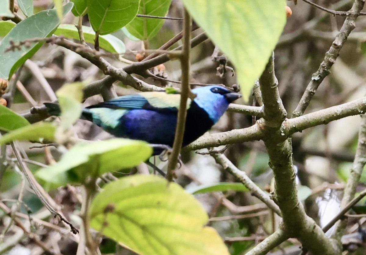 Calliste à cou bleu - ML643417657