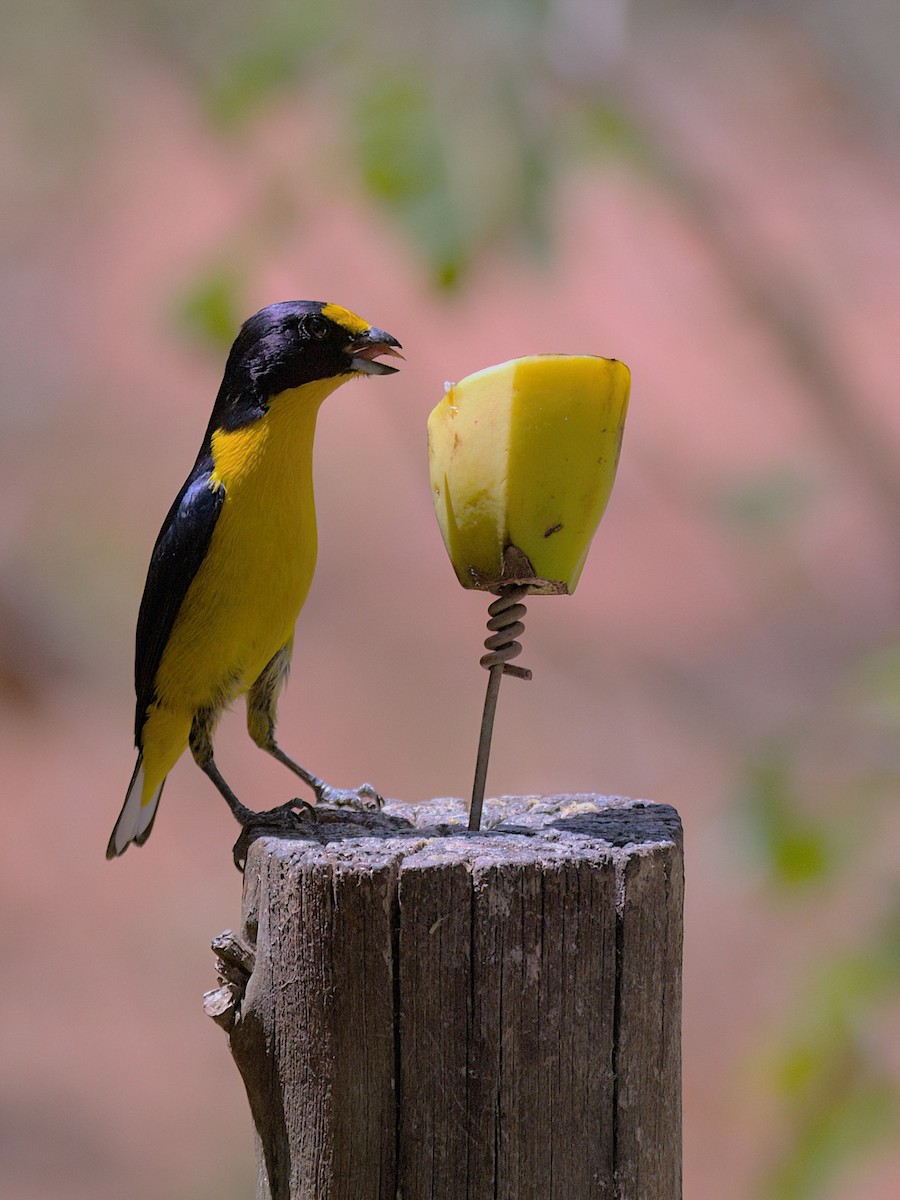 Violaceous Euphonia - ML643417660