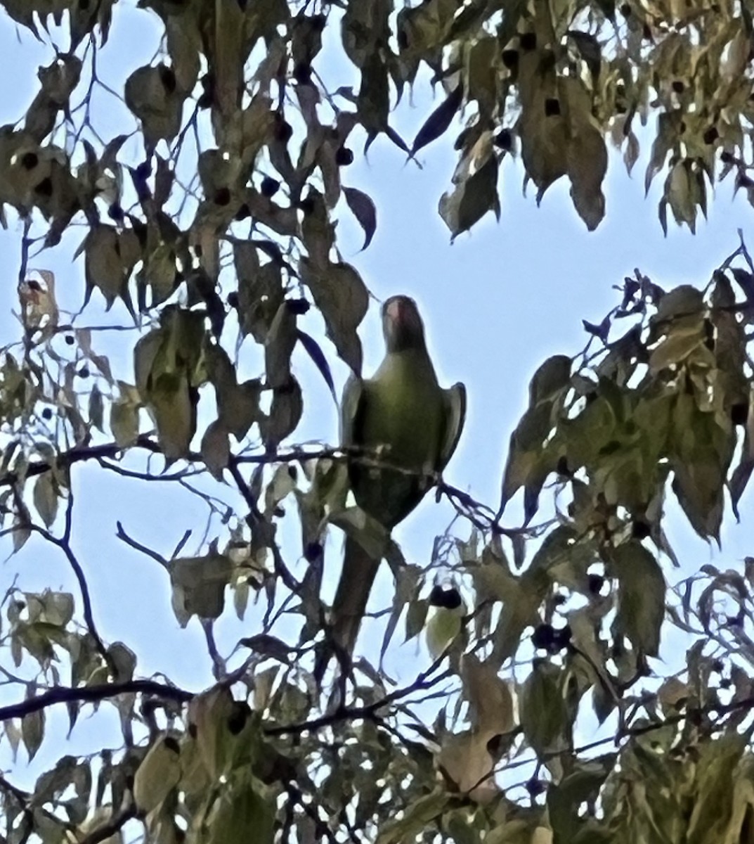 Rose-ringed Parakeet - ML643417664
