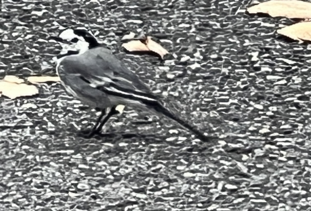 White Wagtail - ML643417667