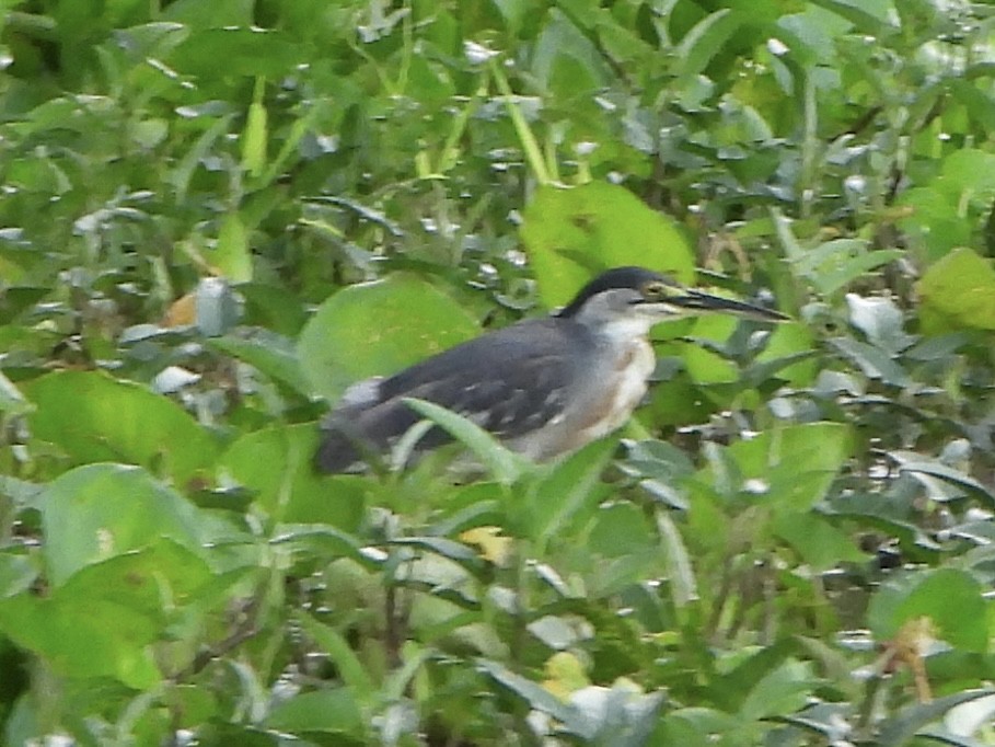 Striated Heron - ML643417678
