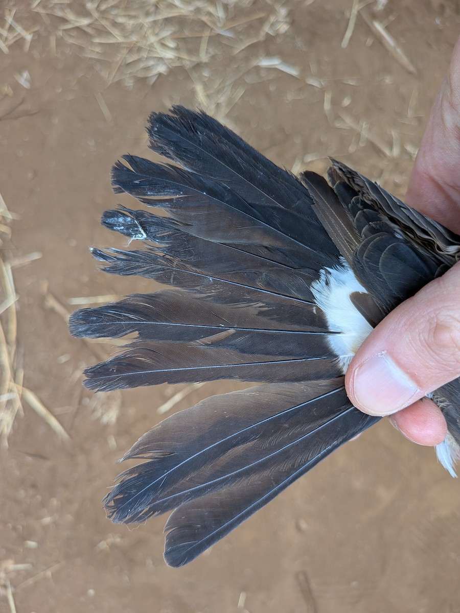White-rumped Shrike - ML643417689