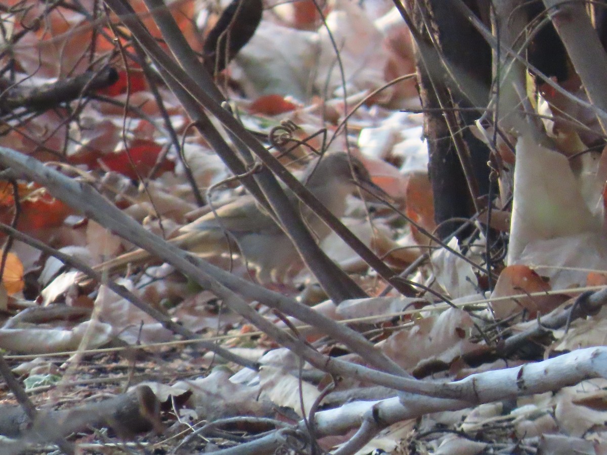 Terrestrial Brownbul - ML643417696