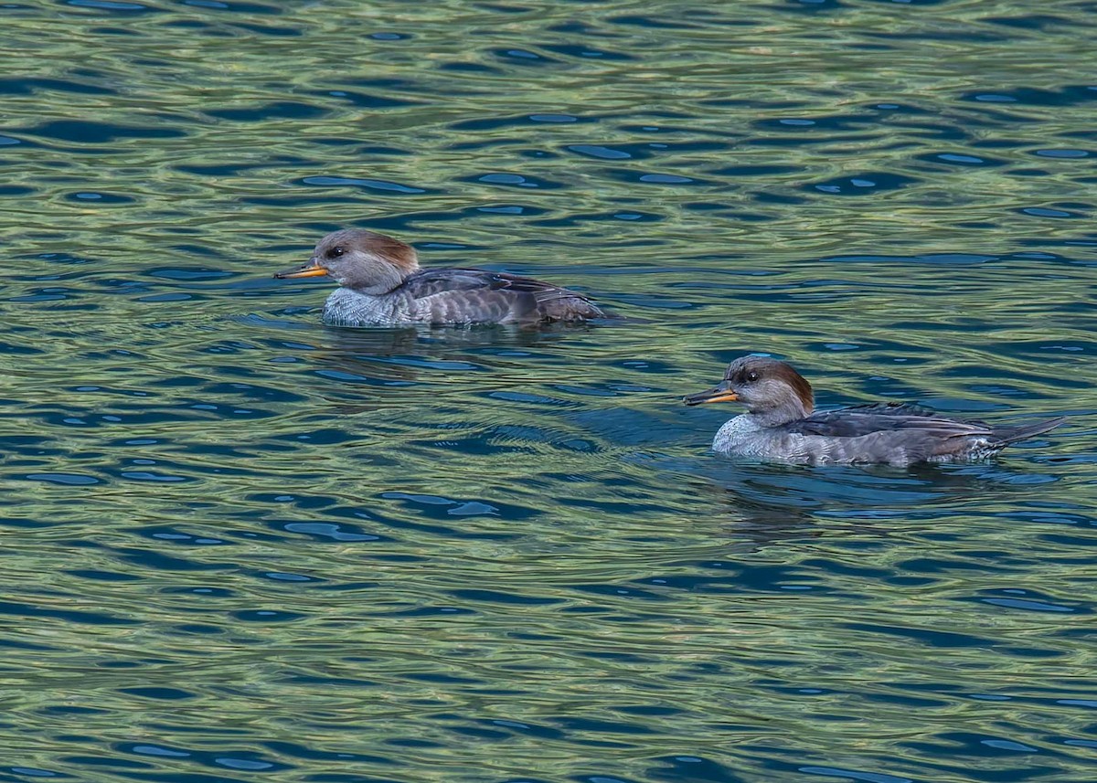 Hooded Merganser - ML643417715