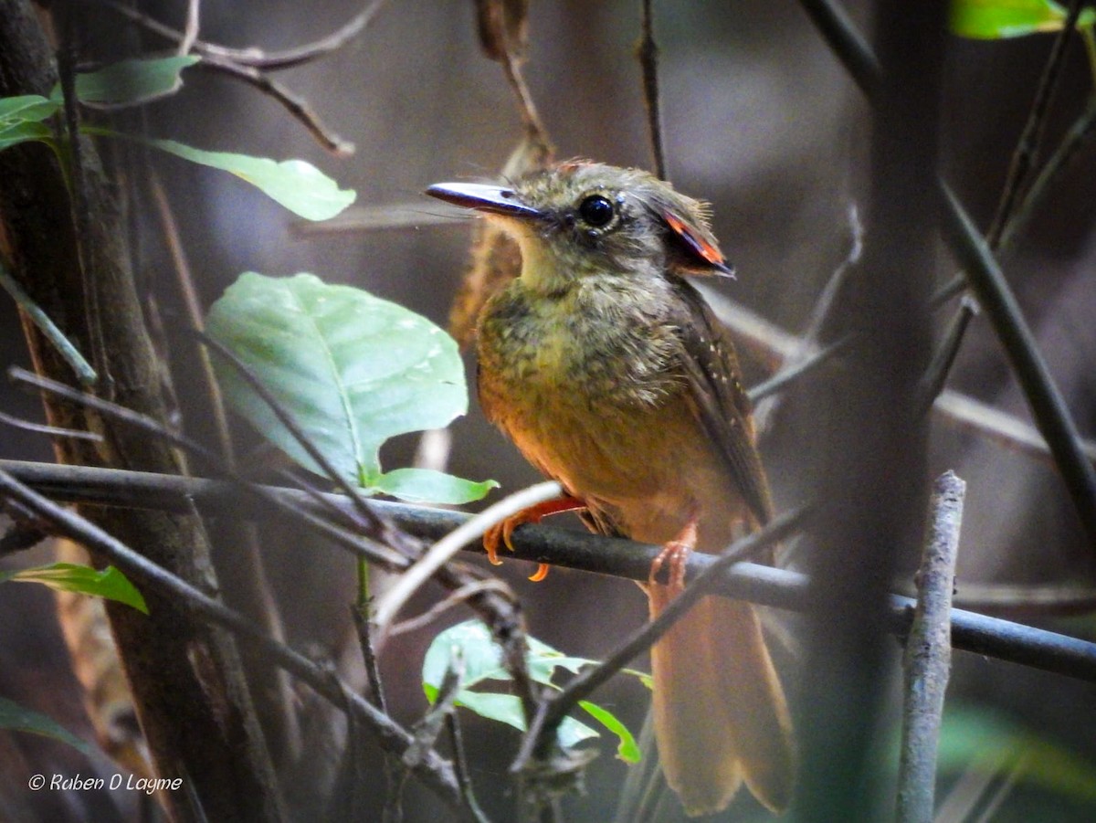 Tropical Royal Flycatcher - ML643417717