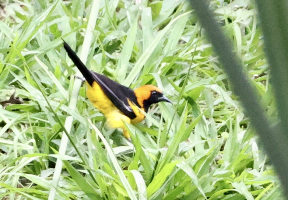 Orange-crowned Oriole - ML643417719