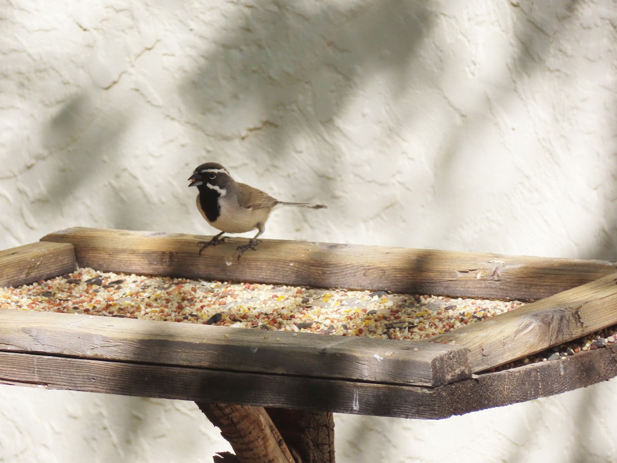 Black-throated Sparrow - ML643417735
