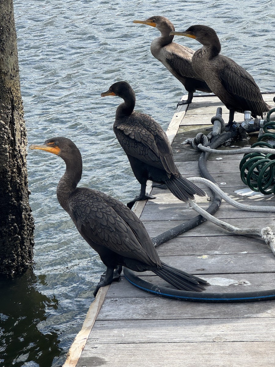 Cormorán Orejudo - ML643417752