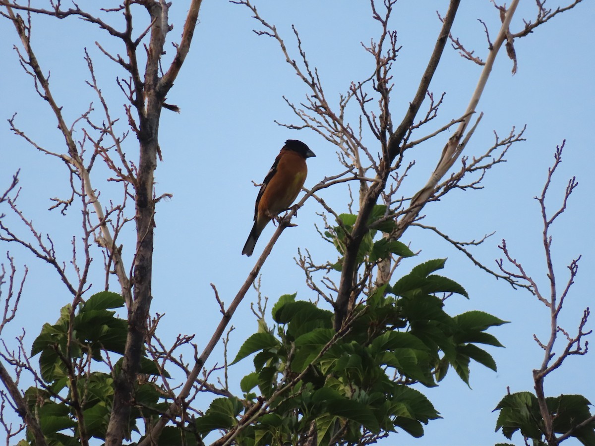 Black-headed Grosbeak - ML643417757