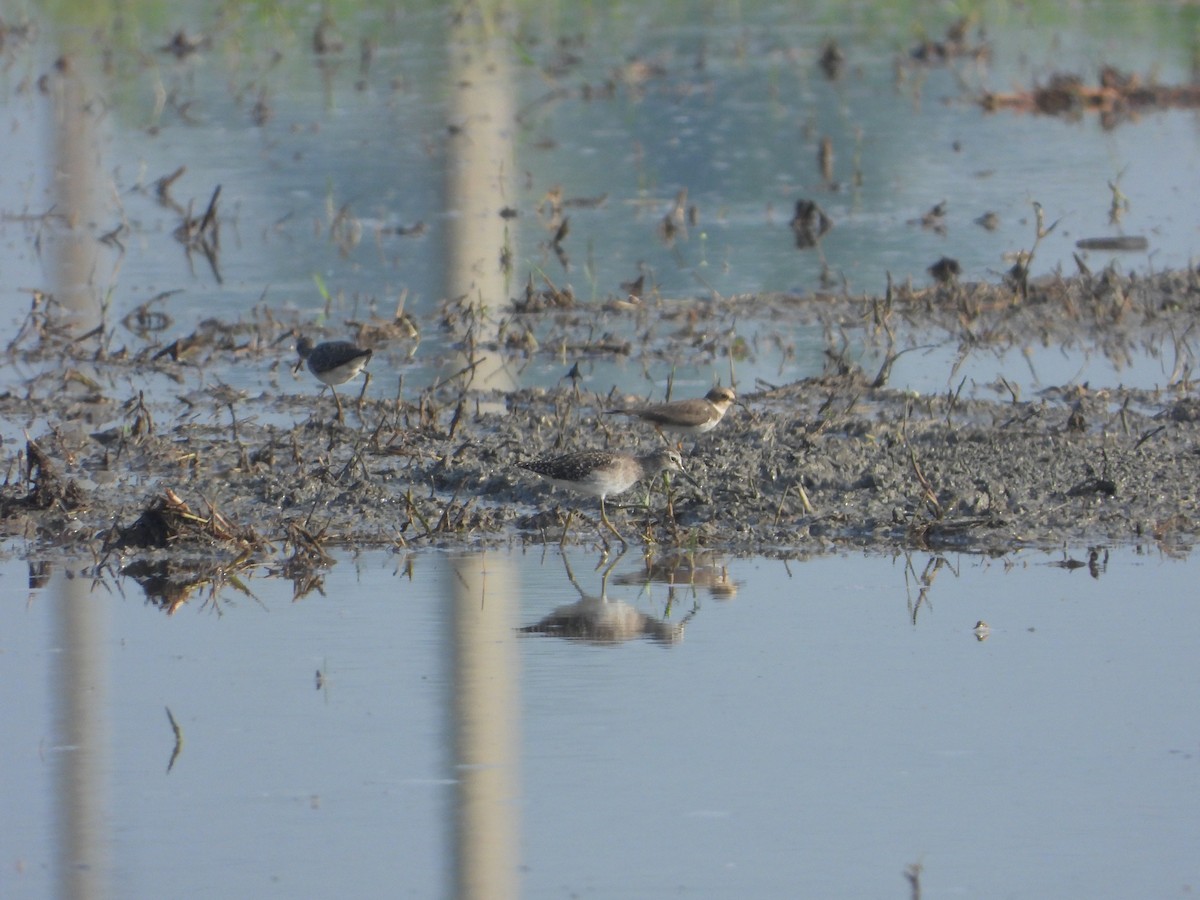 Little Ringed Plover - ML643417772