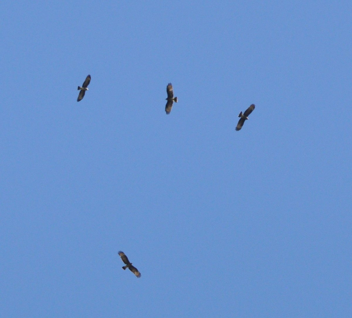 snegleglente - ML643417773