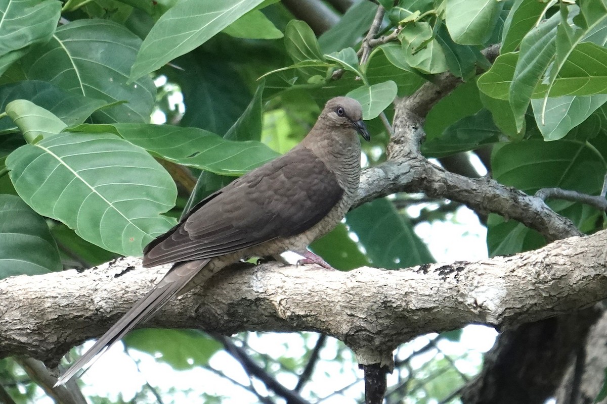Flores Sea Cuckoo-Dove - ML643417778