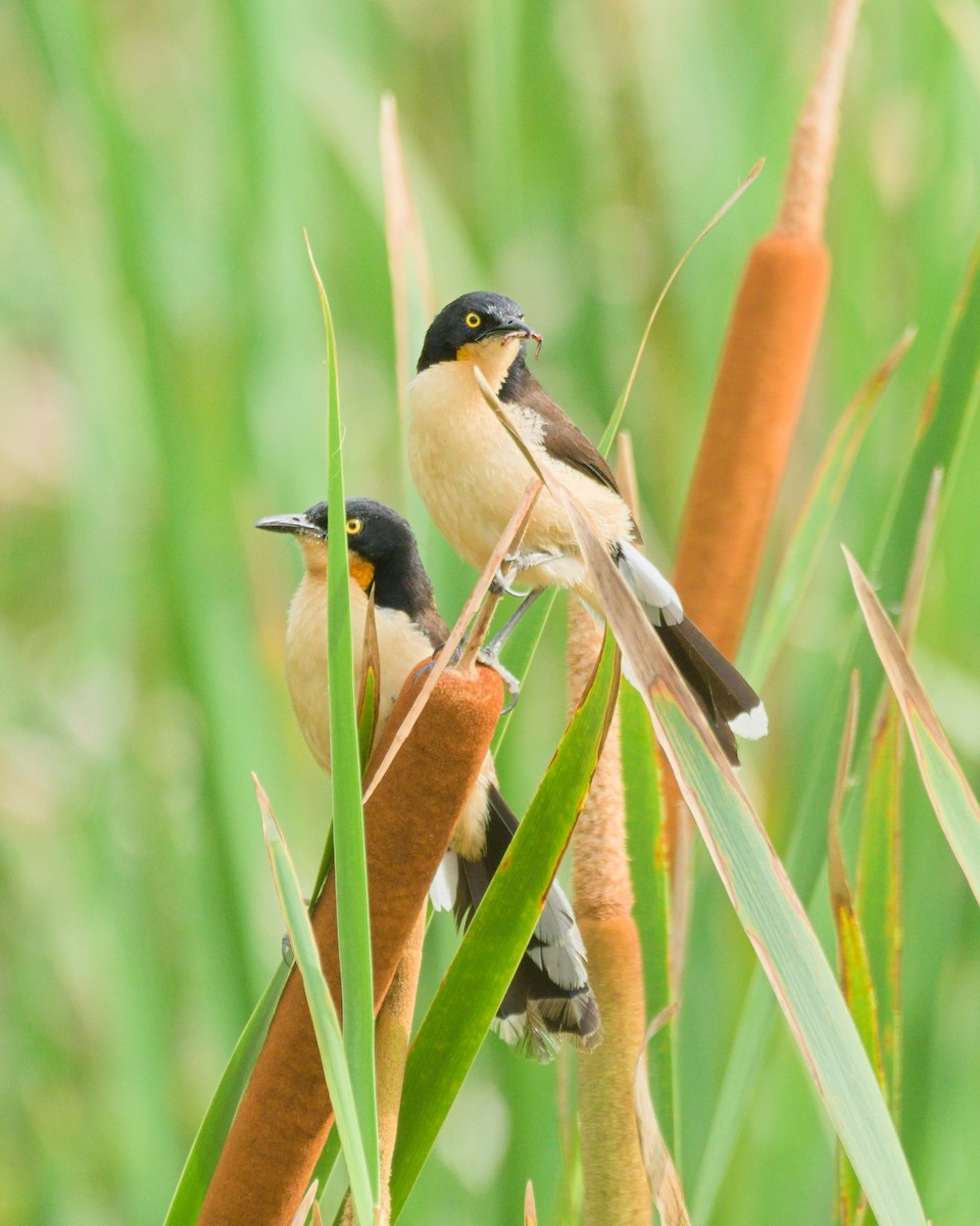 Black-capped Donacobius - ML643417779