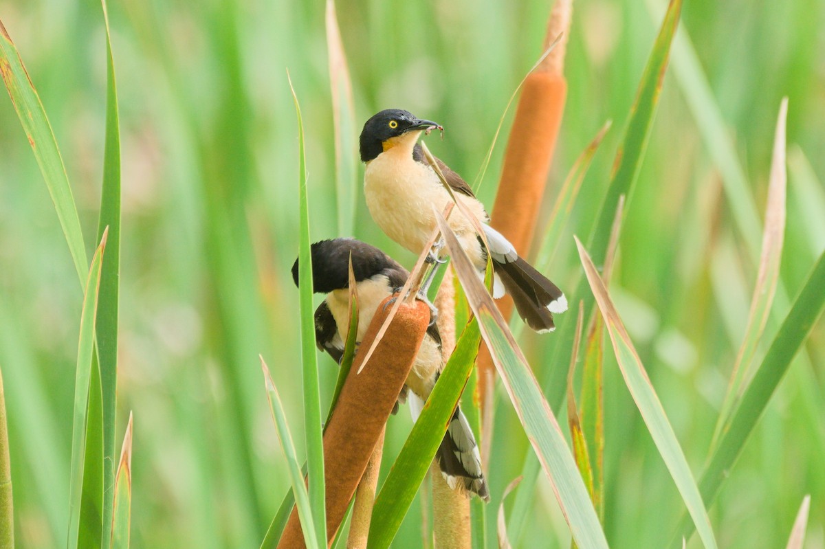 Black-capped Donacobius - ML643417780