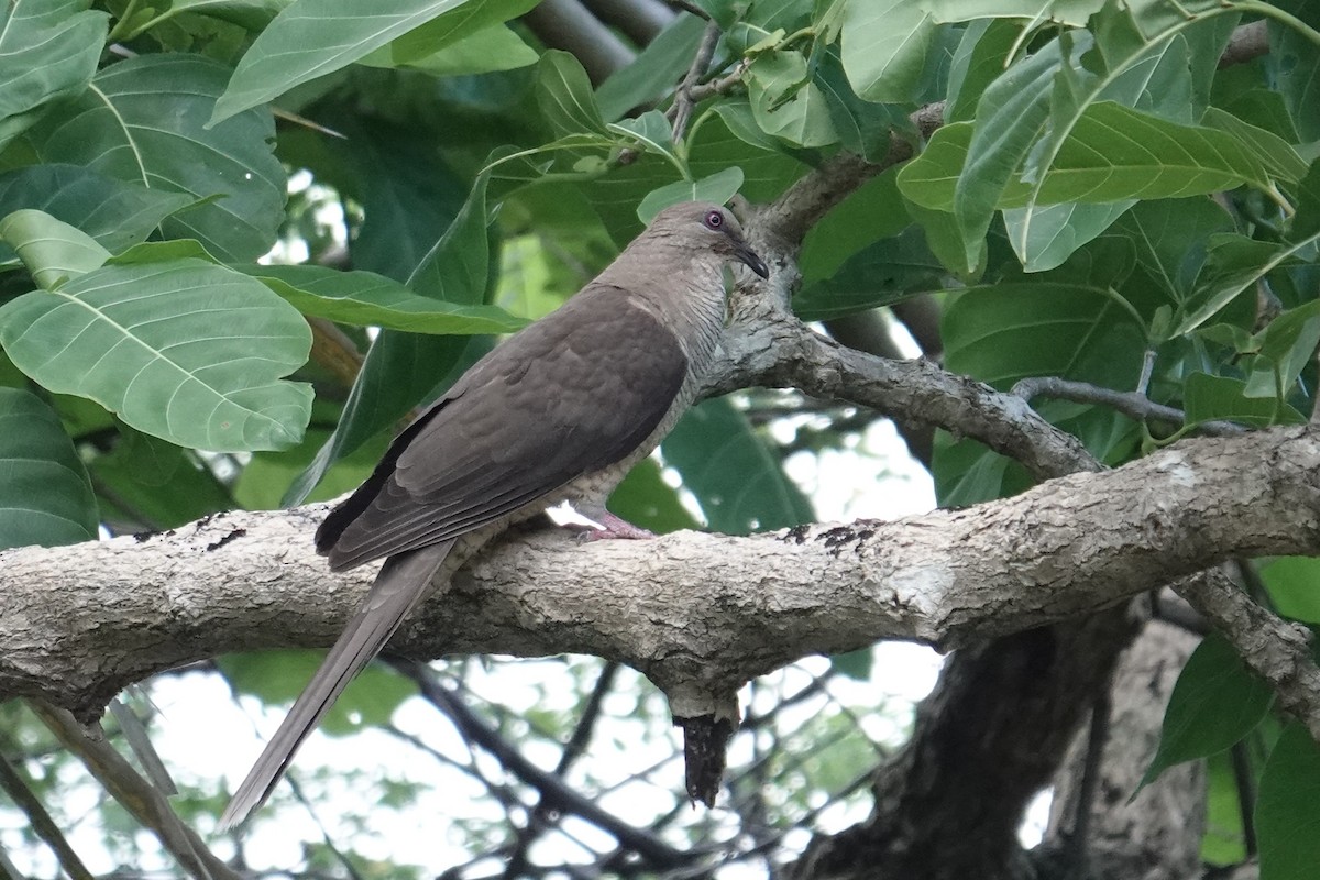 Flores Sea Cuckoo-Dove - ML643417781