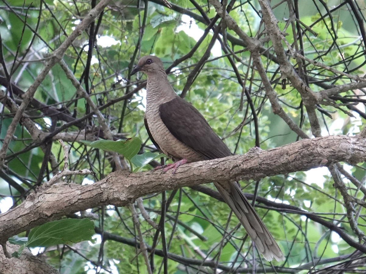 Flores Sea Cuckoo-Dove - ML643417782