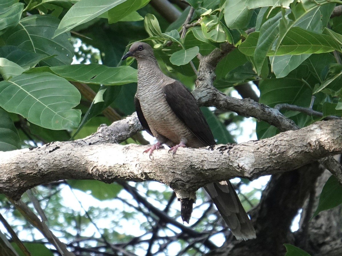 Flores Sea Cuckoo-Dove - ML643417783
