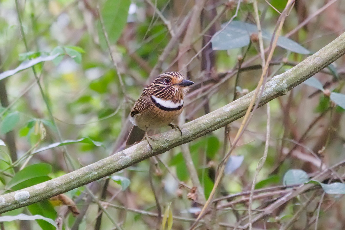 Crescent-chested Puffbird (Greater) - ML643417796