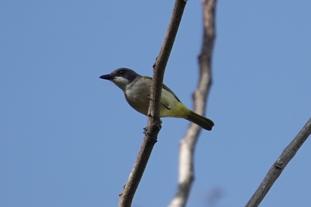 Selayar Whistler - ML643417805