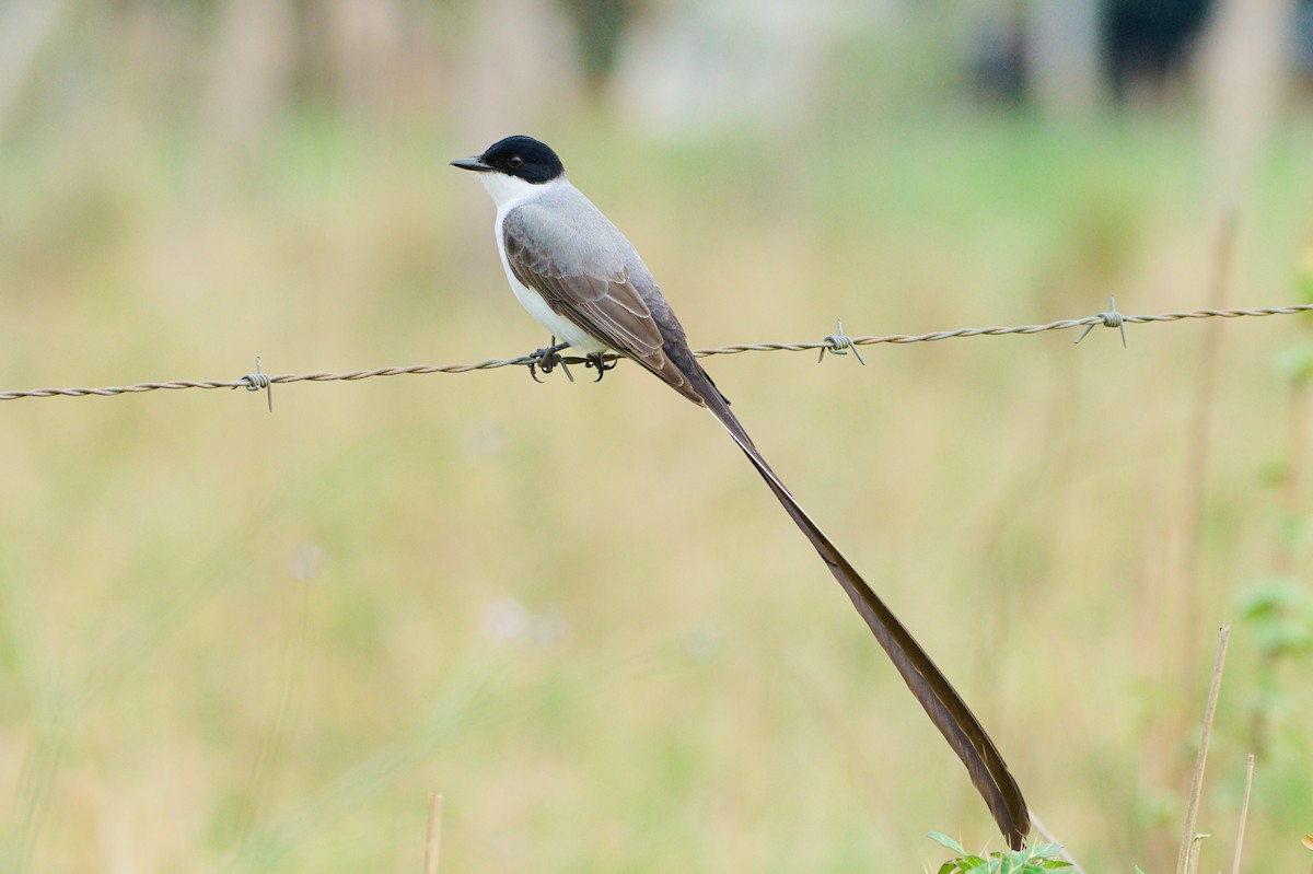 Fork-tailed Flycatcher (savana) - ML643417807