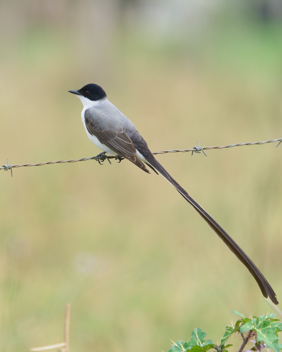 Fork-tailed Flycatcher (savana) - ML643417808